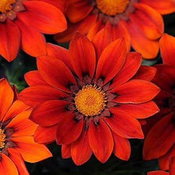 Red & Orange Gazania Heirloom Non-GMO Seeds for Planting
