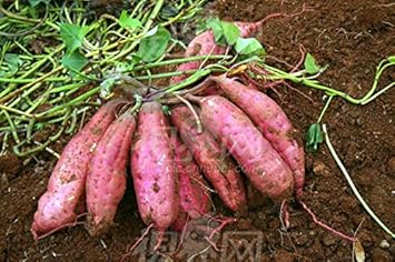Pink Batatas Potato Seeds for Planting - heirloom & Non GMO Seeds