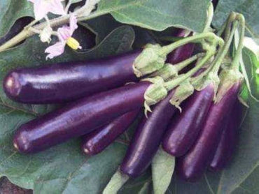 Japanese eggplant Solanum melongena long purple seeds for planting in home vegetable garden or patio pots