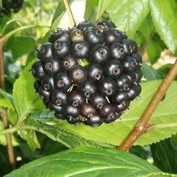 Siberian Fruit Seed Set for Hardy, Unique Fruit Varieties 100 pcs