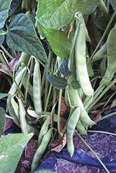 Green Bean Phaseolus vulgaris seeds for garden planting