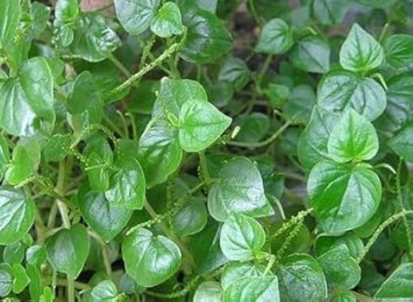 Peperomia Pellucida Seeds - Heirloom, Non-GMO, Perfect for Planting & Easy to Grow Garden Herb
