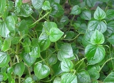 Peperomia Pellucida Seeds - Heirloom, Non-GMO, Perfect for Planting & Easy to Grow Garden Herb