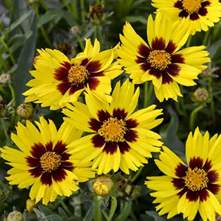 Coreopsis Cosmos Flower Seeds for Planting – Vibrant Blooms, Non-GMO, Heirloom Seeds