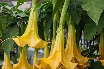 Heirloom Non-GMO Yellow Dhatura Flower Seeds for Sacred and Ornamental Garden Planting