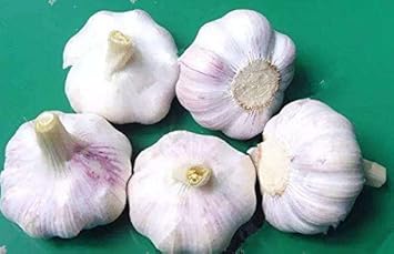 White Garlic Vegetable Seeds for Planting heirloom & Non-GMO Seeds