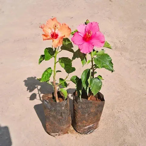 Hibiscus Flower Clear Easy Grow Plant Seeds