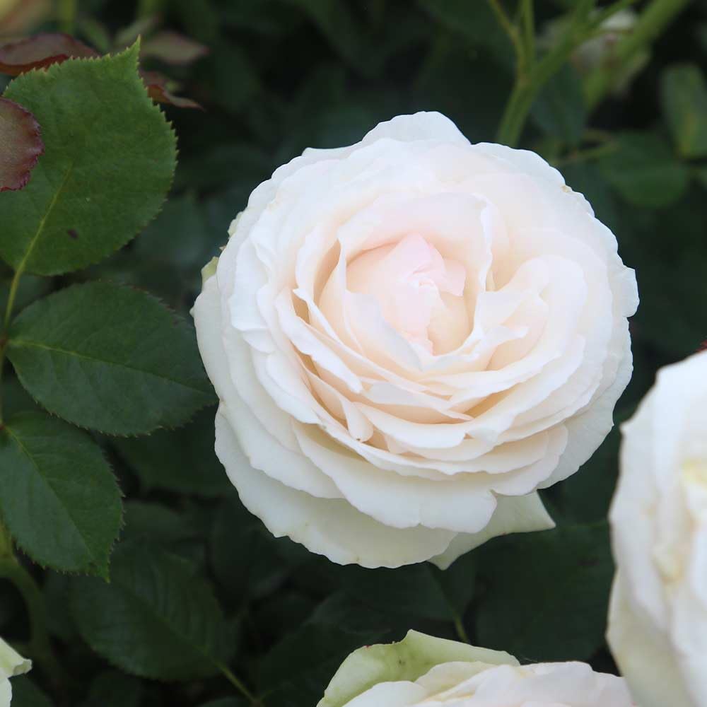 Rose Mixed Rose Flower Seeds