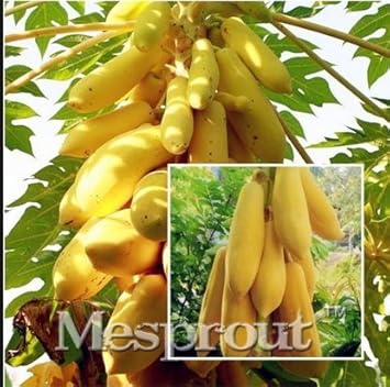 Mouse Melon Fruit Seeds - Small and Unique Melons for Your Garden 100 pcs