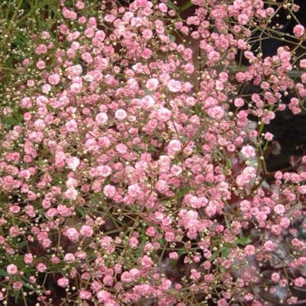Gypsophila Paniculata Rainbow Perennial Flower - for planting in home garden
