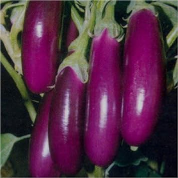 Eggplant Seeds for Planting Dark Violet - 100 pcs