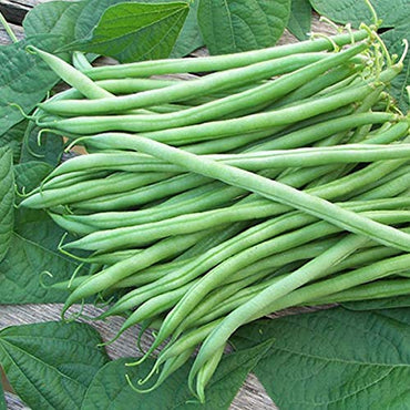 France Beans Hybrid Vegetable Seeds