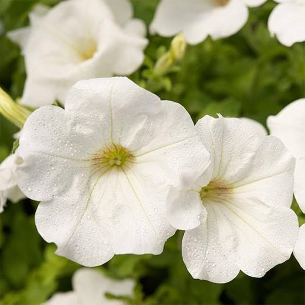 Petunia flower Petunia hybrida hybrid seeds for planting in bonsai pots or large outdoor containers