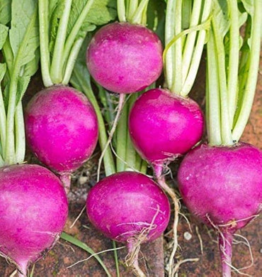 Leek Allium ampeloprasum Vegetable Seeds for Planting Purple Root Variety in Kitchen Garden