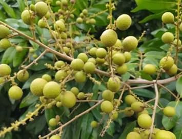 Lush Longan Fruit Seeds - Perfect for Adding Greenery and Sweetness to Your Garden 100 pcs