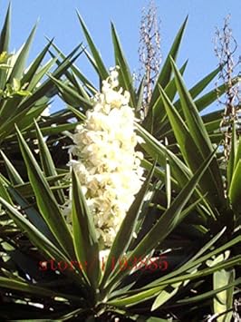 White Yucca Flower Seeds 100 pcs