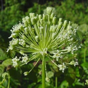 Black Sarsaparilla Fruit Seeds for Planting - Grow Flavorful Sarsaparilla with Many Benefits, GMO Free