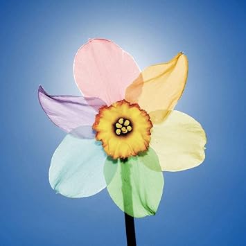 Rainbow Daffodils Flower Seeds for Planting – Vibrant Colors, Heirloom, Non-GMO Seeds