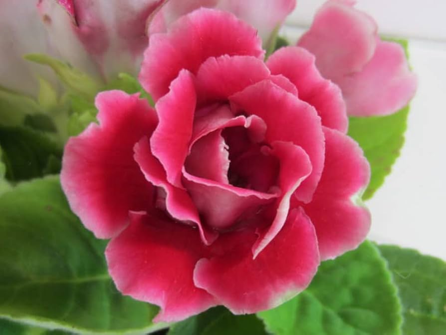 Gloxinia flower Sinningia speciosa seeds for planting in indoor pots or vertical gardens