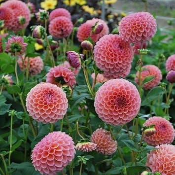 Heirloom Dahlia Flower Seeds for Planting 100