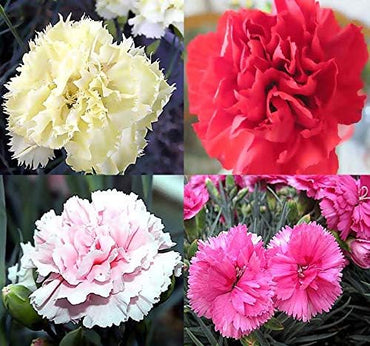Clove flower Dianthus caryophyllus seeds for planting in home garden or backyard flower beds