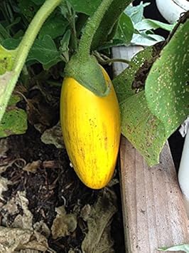 Yellow Eggplant Seeds for Planting - 100 pcs