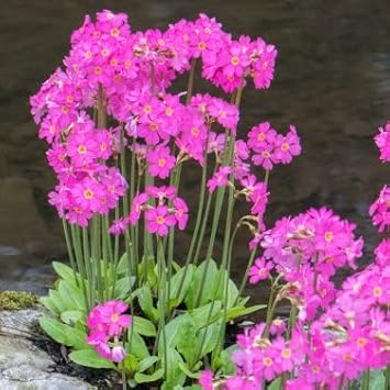 Pink Primrose Flower Seeds for Planting, 100 pcs