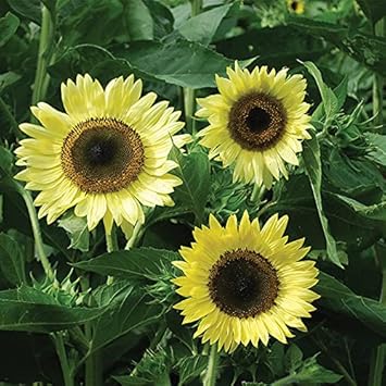 Light Yellow Sunflower Seeds – Heirloom, Non-GMO Flower Seeds for Planting Bright Blooms