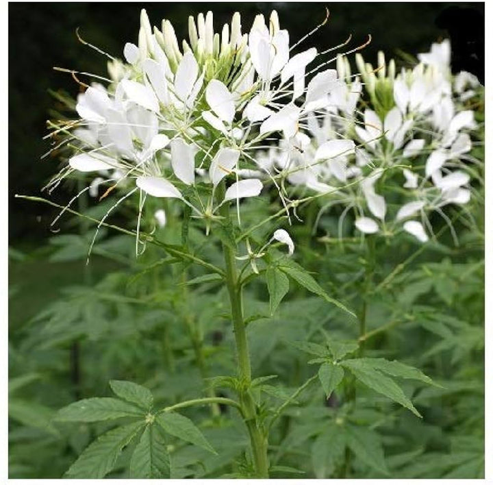 White Cleome Flower Seeds for Planting – Heirloom, Non-GMO Flower Seeds
