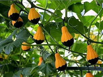Orange Black Ornamental Gourd Seeds for Planting heirloom & Non-GMO Seeds