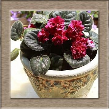 Red African Violet Flower Seeds – Heirloom, Non-GMO Seeds for Planting Vibrant Indoor Blooms