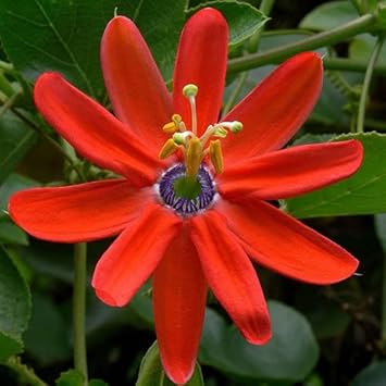 Passiflora Coccinea Flower Seeds – Heirloom Non-GMO Passion Vine Seeds for Tropical Garden Planting
