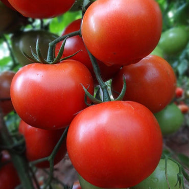 Garden Tomato Outdoor Fruit Vegetable Seeds
