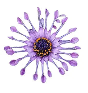 African Mixed Eyed Daisy Osteospermum Flower Seeds