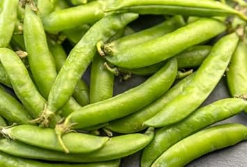 Green Pods Bean Phaseolus vulgaris for planting in urban garden