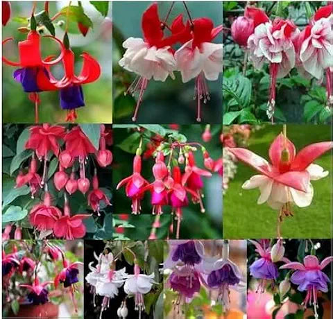 Fuchsia Flower Seeds – Hanging & Potted Garden Plant
