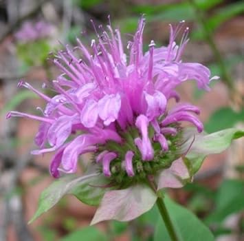 Violet Bergamot Flower Seeds for Planting - NON GMO Seeds