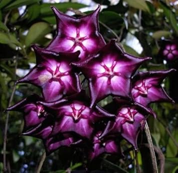 Organic Purple White Hoya Flower Seeds for Planting – Heirloom, Non-GMO