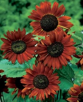 Maroon Sunflower Seeds for Planting – Grow Deep Burgundy Blooms | Non-GMO, Easy Garden Flowers