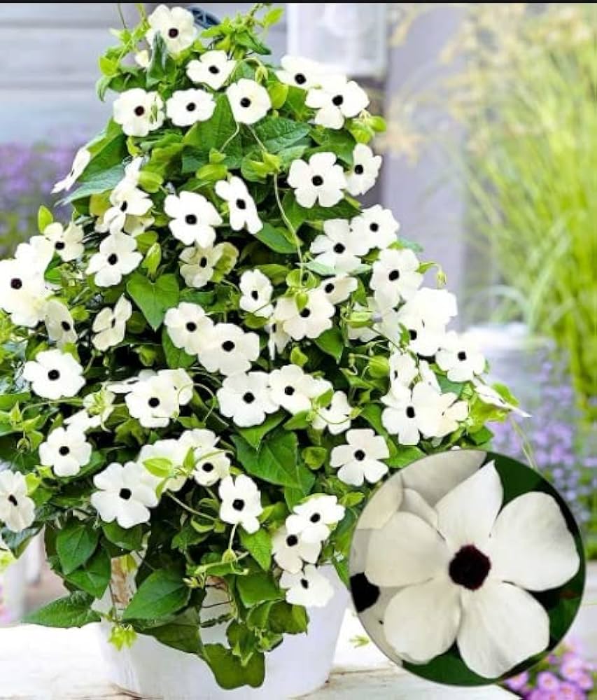 Black Eyed Susan vine seeds – Thunbergia Susie Mix in mixed bright shades