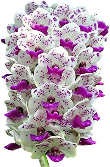 White Violet Orchid Flower Seeds – Non-GMO, Ideal for Indoor and Garden Planting