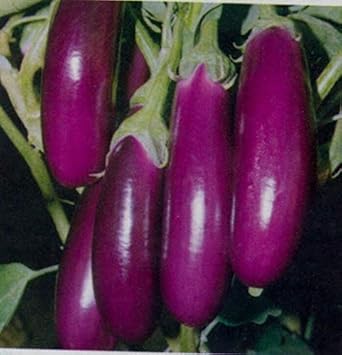 Egg Plant Sweet Fruit Seeds for Planting Violet 100 pcs