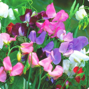 Sweet pea flower Lathyrus odoratus seeds for planting in scented cottage garden or vertical trellis planters