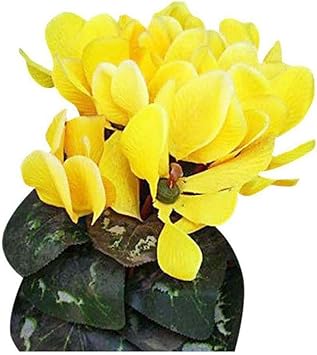 Yellow Cyclamen Seeds for Planting – Organic, Heirloom, Non-GMO Flower Seeds