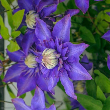 Clematis flower Clematis spp. blue variety seeds for planting in climbing garden spaces or vertical trellises