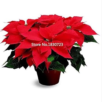 Heirloom Non-GMO Pink Poinsettia Flower Seeds for Planting – Elegant Festive Blooming Seeds