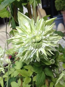 Light Green Clematis Flower Seeds – Heirloom Non-GMO Climbing Blooms for Garden Fences and Arbors