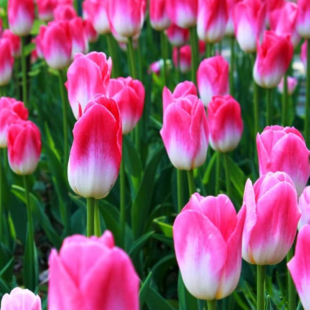 Rainbow tulip flower Tulipa spp. seeds for planting in backyard gardening or balcony pots