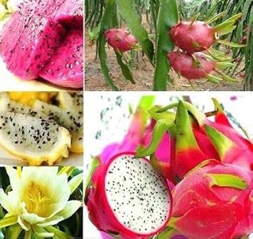 Pitaya Fruit Seeds Easy to Grow Mixed 100 pcs