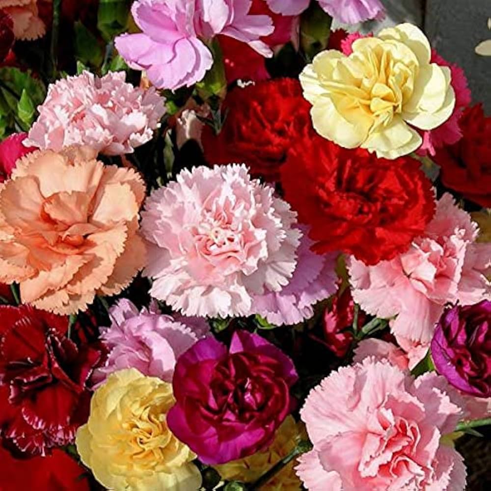 Dianthus Caryophyllus Rare Carnation Flower - for planting in home garden